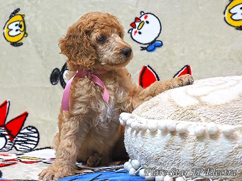 �A�v���R�b�g�q��